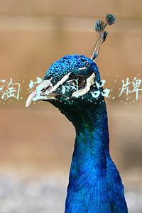 淘宝网品牌