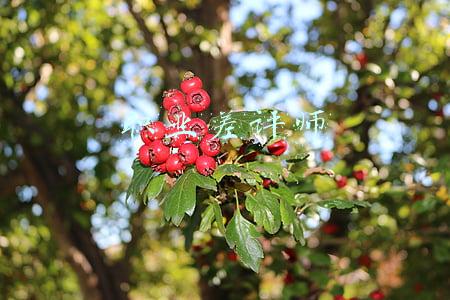 职业差评师违法吗(不给钱就差评？“职业差评师”该怎么管？)