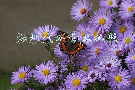 深圳代办营业执照