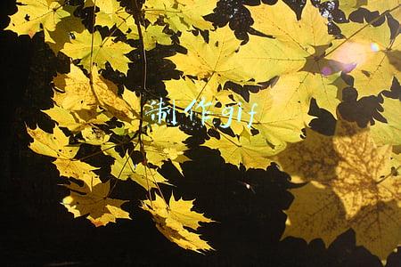 制作gif