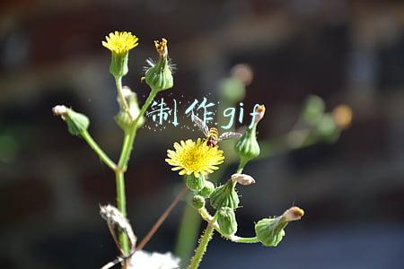 制作gif