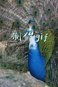 制作gif