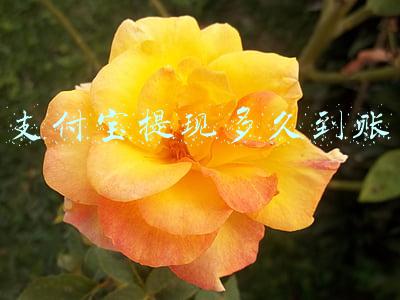 支付宝提现多久到账