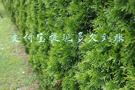 支付宝提现多久到账