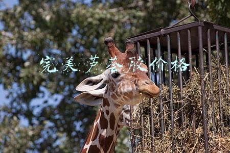 完美芦荟胶价格