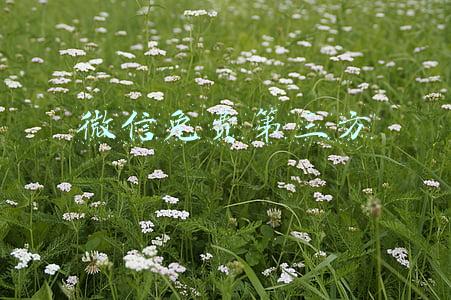 微信免费第三方