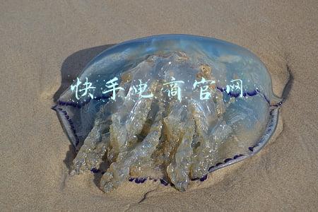快手电商官网