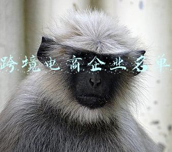 跨境电商企业名单