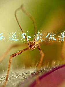 怎么送外卖做兼职