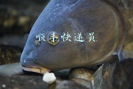 顺丰快递员