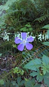 微商团队排行榜(2020做微商加入哪个团队好)