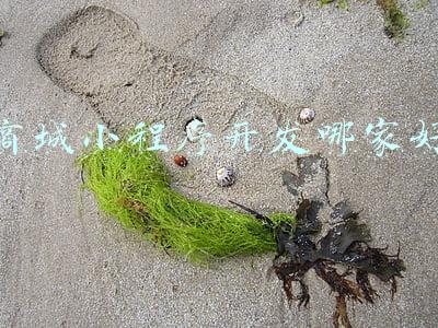 商城小程序开发哪家好