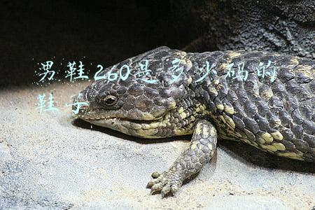 男鞋260是多少码的鞋子