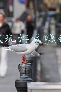 试玩游戏赚钱