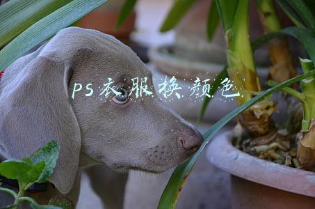 ps衣服换颜色