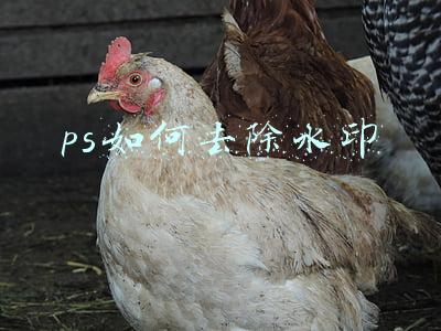 ps如何去除水印