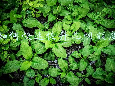 如何快速提升花呗额度