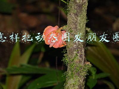 怎样把动态图发朋友圈