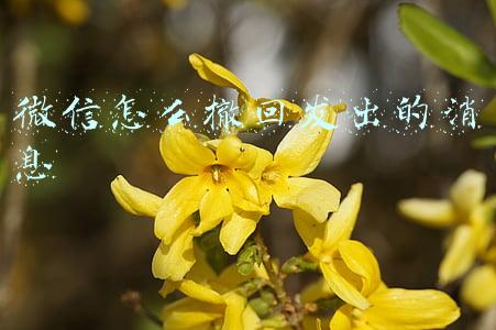 微信发出的信息怎么撤回来(想要撤回的消息，点了删除，咋整？微信更新来拯救“手抖”了)