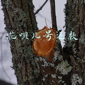 花呗几号还款