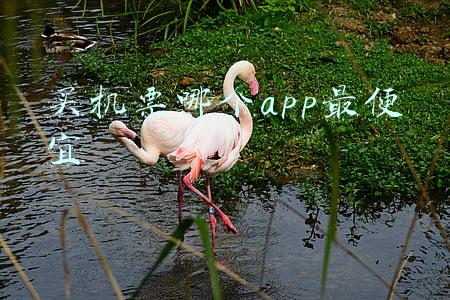 买机票哪个app最便宜机票怎么买(0.7折、0.8折……多地机票比火车硬座还便宜)