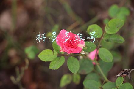 拼多多账号