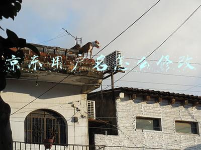 京东商城用户名怎么修改(“白居易”成了“爸爸的白发”，出版方为擅改少儿诗作道歉：首版召回)