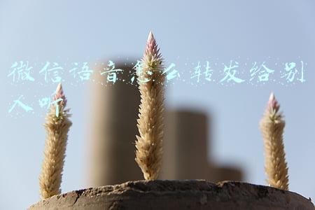 微信语音怎么转发给别人听