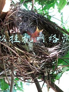 可以挂机网络游戏