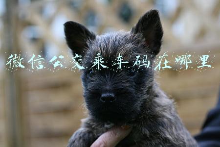 微信公交乘车码在哪里