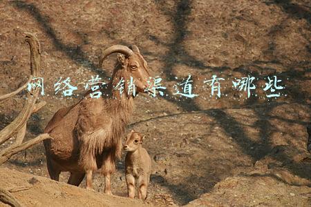 网络营销渠道有哪些