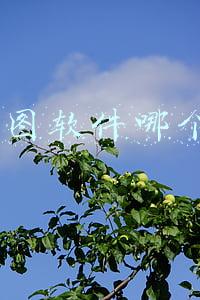 电脑p图软件哪个好用