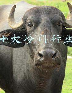 十大冷门行业