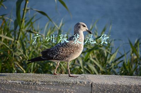 广州服装尾货