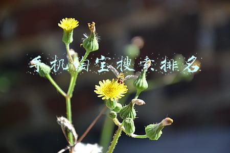 手机淘宝搜索排名