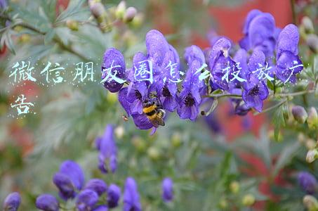 微信朋友圈怎么投放广告
