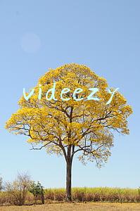videezy