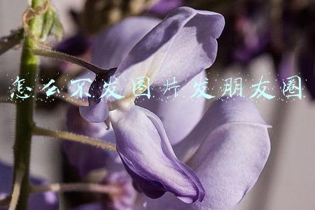 怎么不发图片发朋友圈