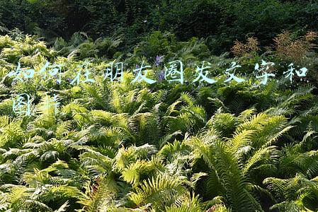 如何在朋友圈发文字和图片