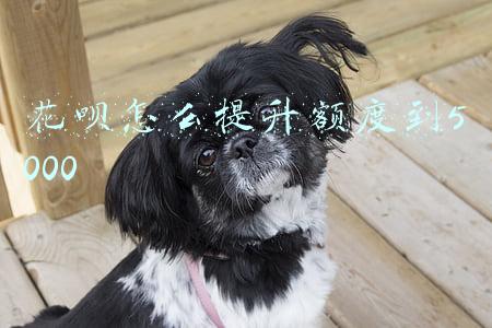 花呗怎么提升额度到5000 花呗怎么提升额度到5000