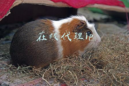 在线代理ip