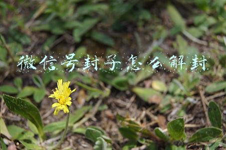 微信号封了怎么解封