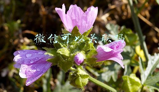微信可以关联吗