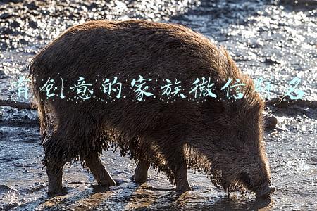 有创意的家族微信群名