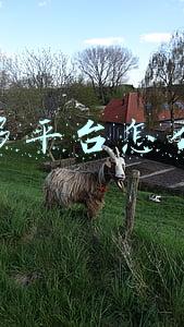 拼多多平台怎么联系