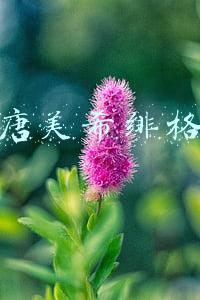 唐美希绯格 唐美希绯格