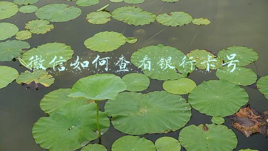 微信如何查看银行卡号