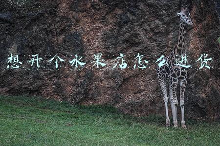 想开个水果店怎么进货