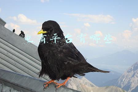 电商平台有哪些