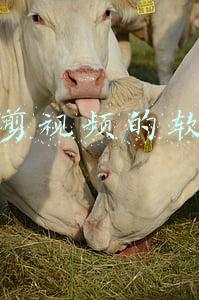 裁剪视频的软件